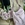 Bolso Indi & Cold convertible a mochila rosa - Imagen 2