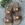 Sandalia Candelitas plana 3954 cuero camel. - Imagen 2