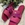 Sandalia Noa Harmon CIRCUS plana pala fucsia. - Imagen 1
