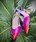 stiletto Angari Zapatos tonos rosados / morados - Imagen 1