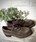 Zapato Callaghan cordón verde - Imagen 2