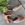 zapato T infinito charol salmon - Imagen 2